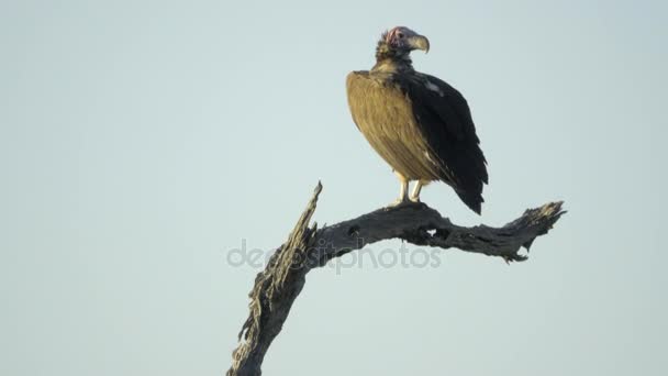 Lappet Face à Vautour perché sur une branche — Video