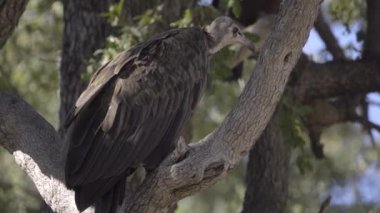 Kukuletalı akbaba uzak açık