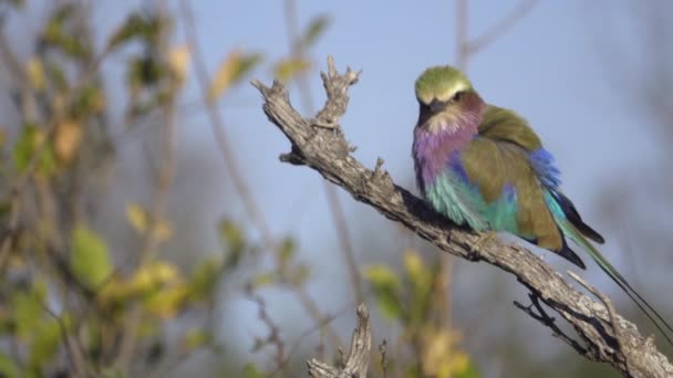 Profilo di un rullo dal petto lilla appollaiato su un ramo — Video Stock