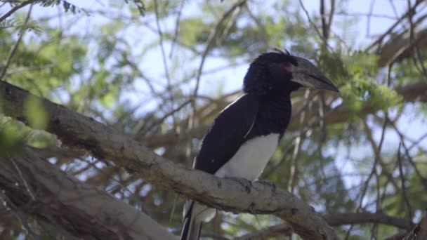 Hornbill trębacz, siedzący na gałęzi — Wideo stockowe