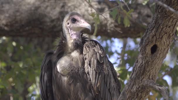 Hooded Vulture faces the camera — Stock Video