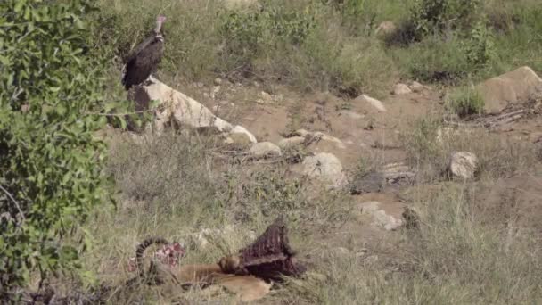 독수리는 죽은 임 팔 라 근처에 자리 잡고 — 비디오