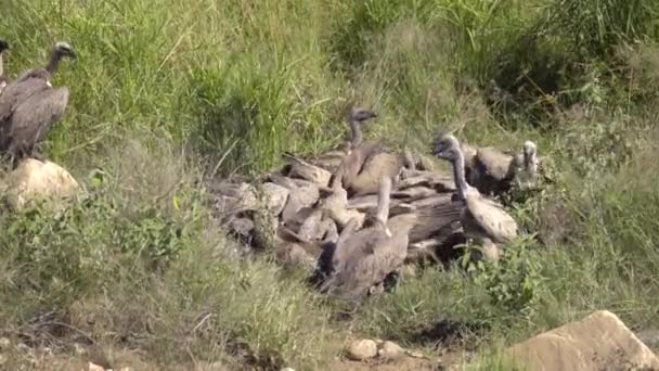 먹이 격앙에 화이트 백업 독수리 — 비디오