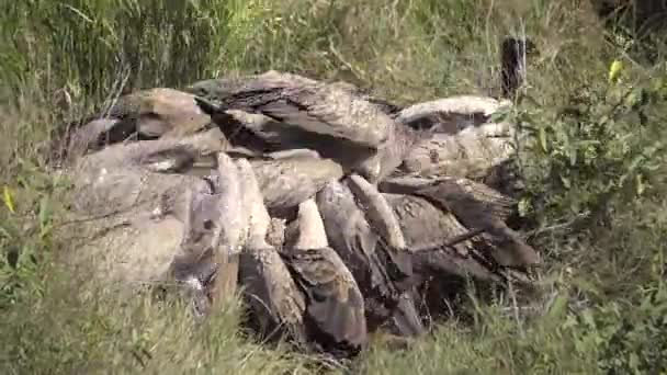 Ужасное безумие стервятников, срывающих плоть с мёртвой импалы — стоковое видео