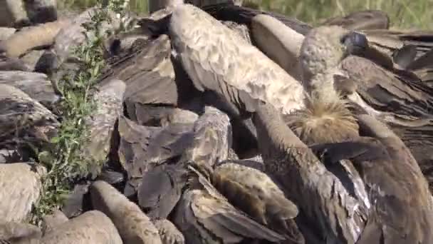 成堆的秃鹰争抢肉 — 图库视频影像