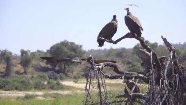 Buitres aterrizando y lanzando desde ramas — Vídeos de Stock