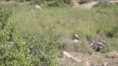 Grup akbabalar bir Impala kadar yırtılma (uyandırma) beslenme