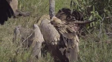 Akbabalar iştahla üzerinde ölü bir Impala besleme