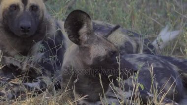 Afrika vahşi köpek yakın çekim