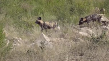 İki Vahşi köpekler avlarına sinsice yaklaşan