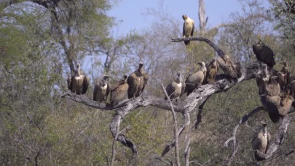 Un halcón y buitres descansando sobre ramas — Vídeos de Stock