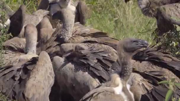 Wake of white back vultures at a kill — Stock Video