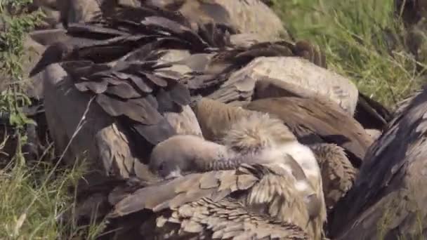 Bir uyku modundan çıkarma yakınındaki beyaz yedeklenmiş akbaba, yakın çekim — Stok video