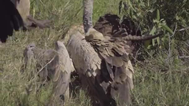 Gieren waardplanten gretig van een dode Impala — Stockvideo