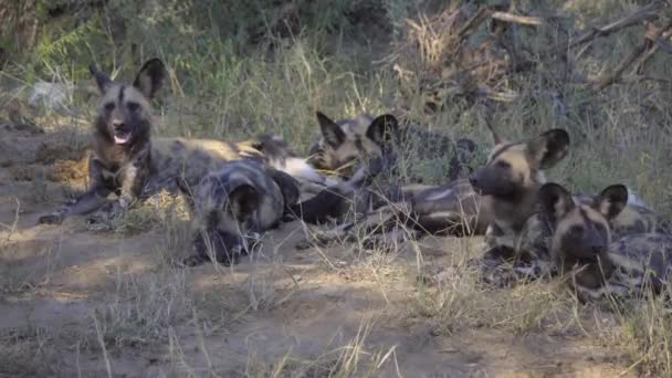 Pacote de Cape Hunting Dogs à sombra — Vídeo de Stock