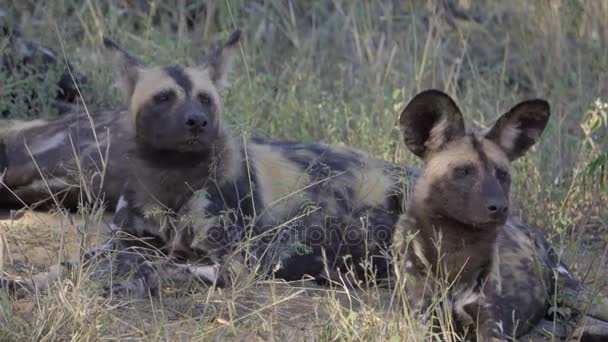 Two painted wolves resting under a tree — Stock Video