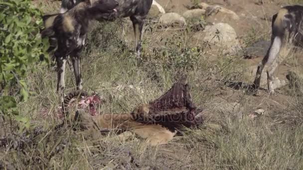 Um cão selvagem mastigar um Impala — Vídeo de Stock