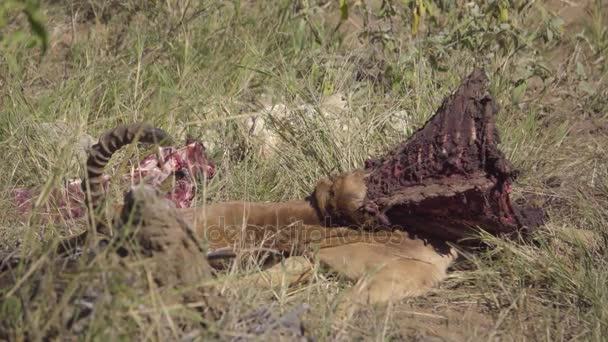 Impala rib cage meat carcas killed by Wild Dogs — Stock Video