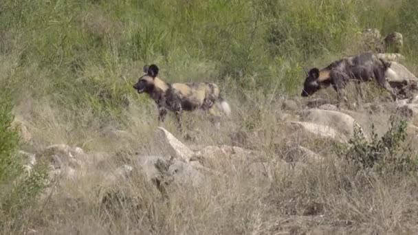 Two Wild Dogs prowling for prey — Stock Video
