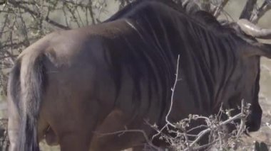 Ormanın çekip wildebeest