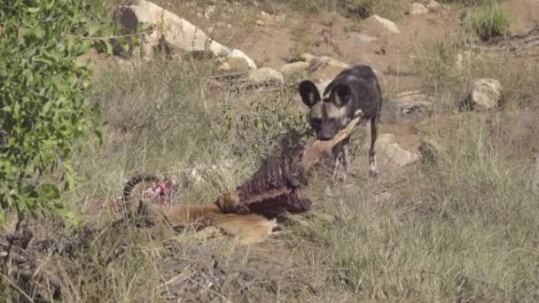 Cape Hunting Dog rasga a un Impala muerto — Vídeos de Stock