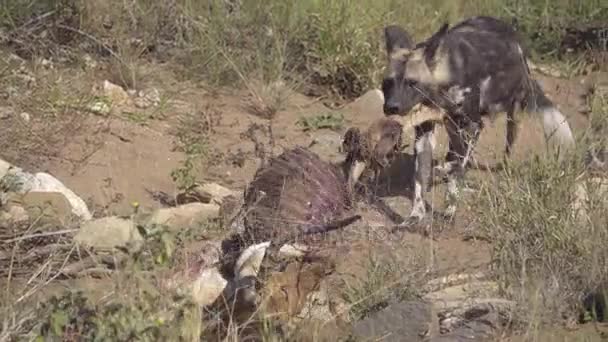 Wildhund zerrt ein totes Impala — Stockvideo