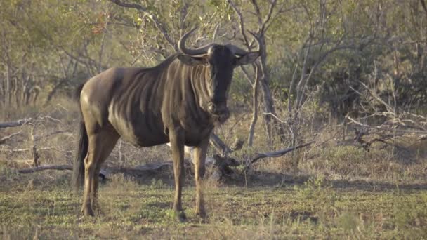 Wildebeest ยืนอยู่คนเดียวในตอนเช้า — วีดีโอสต็อก