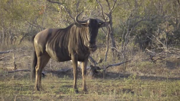 Le gnous se tient seul le matin — Video