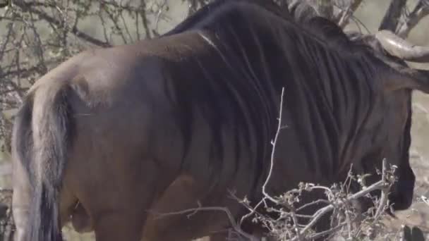 Wildebeest gå iväg in i skogen — Stockvideo
