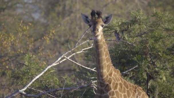 Jeune girafe fixer la caméra — Video