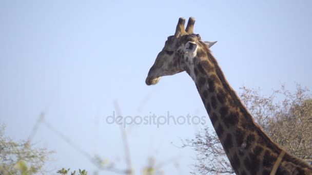 Perfil de um touro Giraffe — Vídeo de Stock