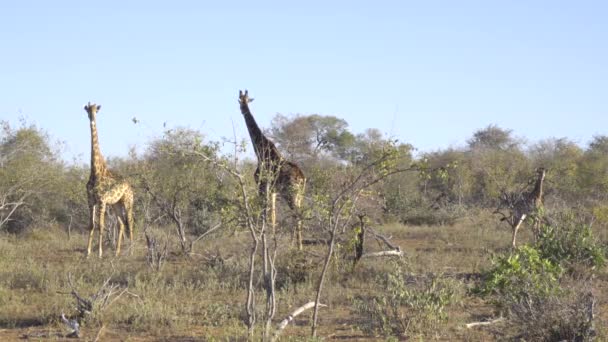 A család három zsiráfok — Stock videók