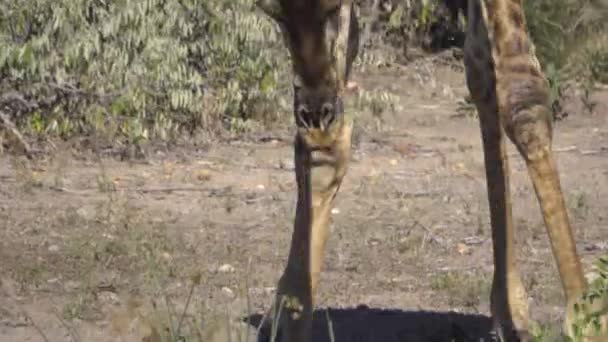 Giraffe verlaagt haar hoofd om te drinken — Stockvideo