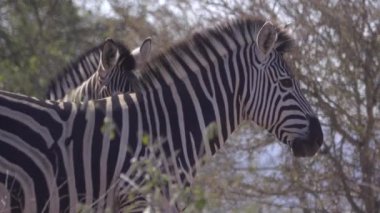 Profil sahibi bir yetişkin Zebra