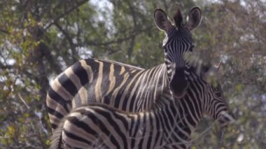 Anne Zebra Muhafız Tay yakınındaki standları