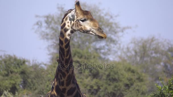 Bull žirafa olizuje rty po pitné vody