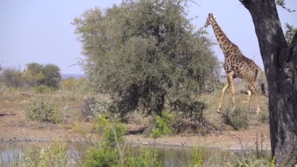 Glimt av en giraff som går bakom ett träd — Stockvideo