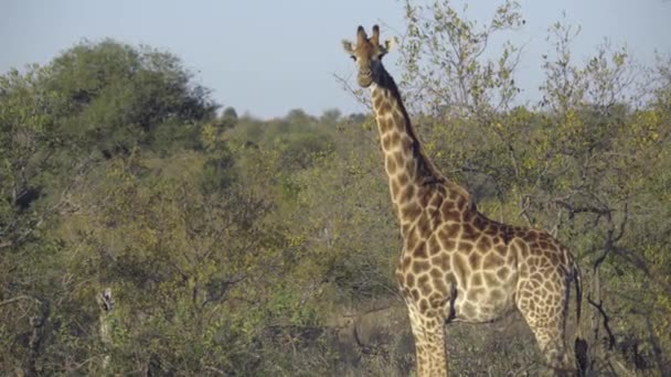 Rotschnabelpecker belästigt eine Giraffe — Stockvideo