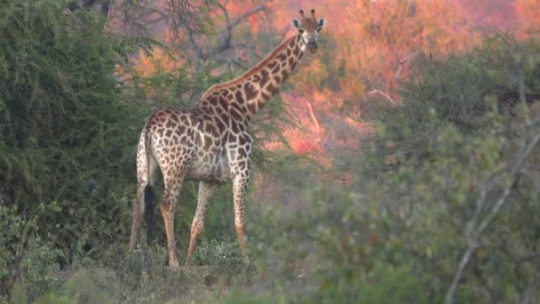 Dramatický západ slunce světlo svázat žirafu — Stock video