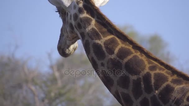 Detalj av en tjur giraff hals — Stockvideo