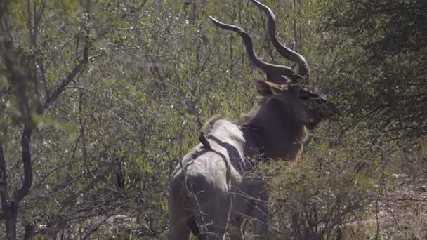 Um touro Kudu que pastoreia em folhas — Vídeo de Stock