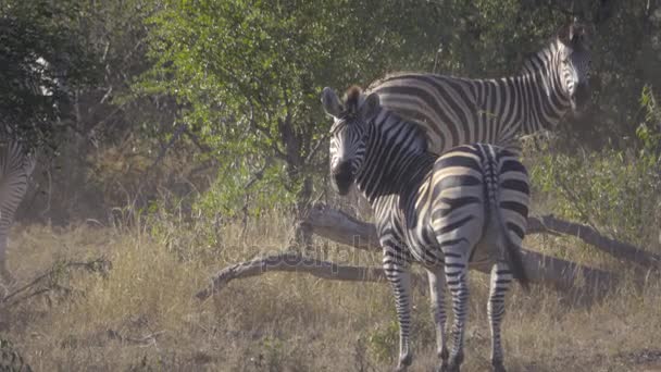Zebra visszafordult, és keres — Stock videók