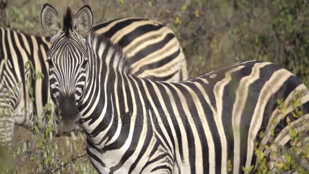 En alert Zebra stående i sidled — Stockvideo