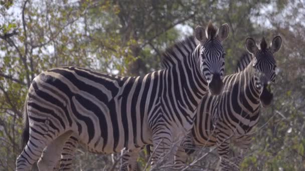 Twee volwassenen en één veulen Zebra in het bos — Stockvideo