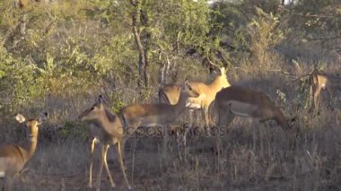 Impalas sürüsü Bush