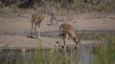 İki Impala rams yakınındaki bir su kuyusu