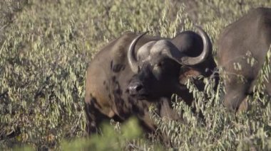 Cape Buffalo tribünlerde bush uyanık