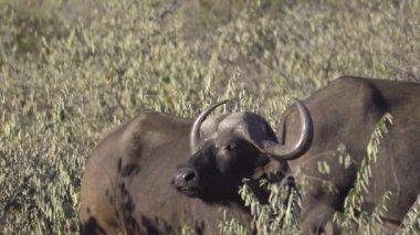 Cape Buffalo avcılar için kokulu
