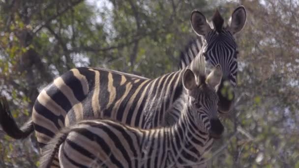 Fohlen und Zebramutter blicken in die Kamera — Stockvideo