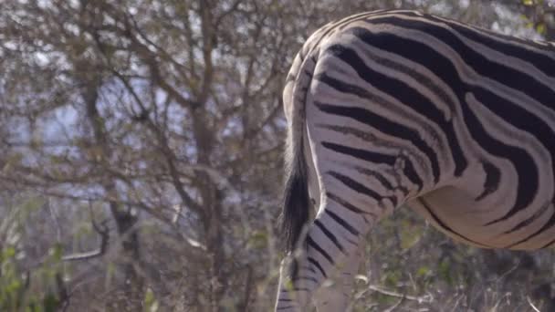 Heck und Schwanz eines Zebras — Stockvideo